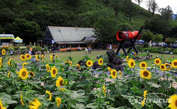 강원도 태백시 황지동 구와우마을에 백만송이 해바라기밭을 찾은 시민들이 쉼터에서 휴식을 즐기는 모습.    사진/강종민 기자