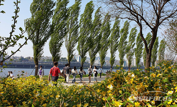 사회적 거리두기가 해제된 서울 반포 한강공원 포플러길을 산책하며 휴일을 즐기는 시민들 모습. 사진/강종민 기자