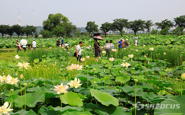 지난달 활짝 핀 연꽃을 감상하며 휴일 휴식을 즐기는 시민들 모습. 사진/강종민 기자