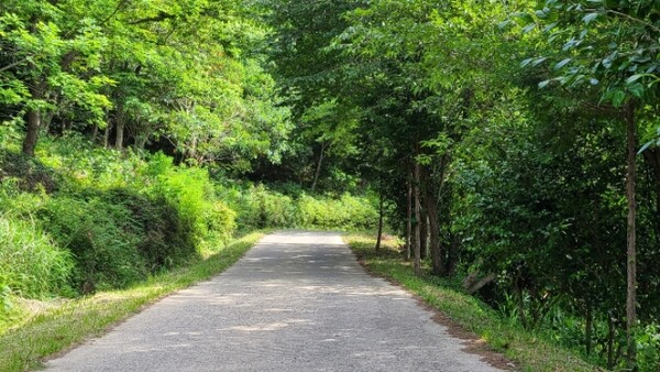 오는 5일부터 18일까지 국가와 지방자치단체가 관리하는 임도가 한시적으로 개방된다 / ⓒ산림청