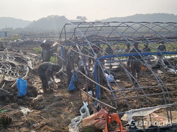 50사단 장병들이 태풍피해를 입은 비닐하우스에서 복구를 위해 구슬땀을 흘리고 있는 모습. 사진/김대섭 기자