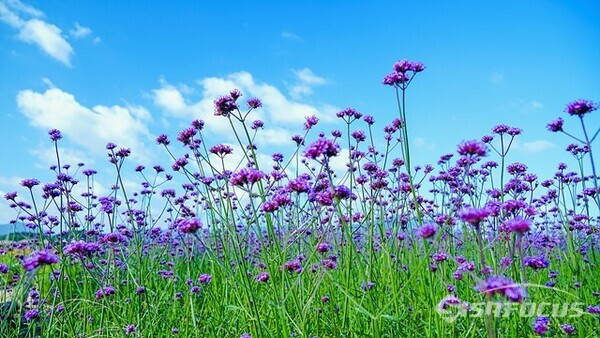 석정 꽃밭에 꽃말이 '단란한 일가,인 버베나꽃밭에서  추억 만들며 즐거운 나드리를 하고있다.  사진/유우상 기자