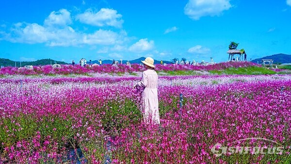 고석정 꽃밭에서 꽃말이 '섹시한 여인' 인 가우라 꽃밭이 가장 인기가 높은것 같다.  사진/유우상 기자