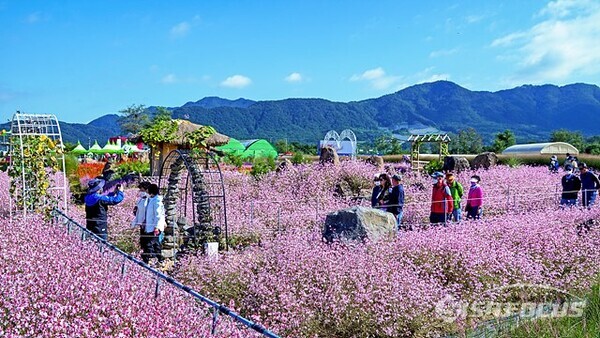 고석정 꽃밭에서 꽃말이 '섹시한 여인' 인 가우라 꽃밭이 가장 인기가 높은것 같다. 사진/유우상 기자