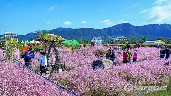 고석정 꽃밭에서 꽃말이 '섹시한 여인' 인 가우라 꽃밭이 가장 인기가 높은것 같다.  사진/유우상 기자