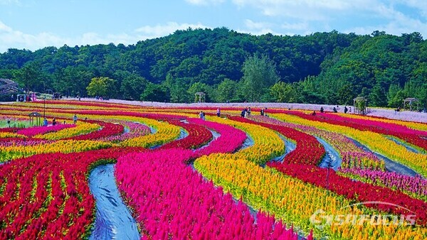 군부대 훈련장이었던  땅은   꽃맨드라미의 아름다운 평화의 꽃밭으로 변신하였다.   사진/유우상 기자
