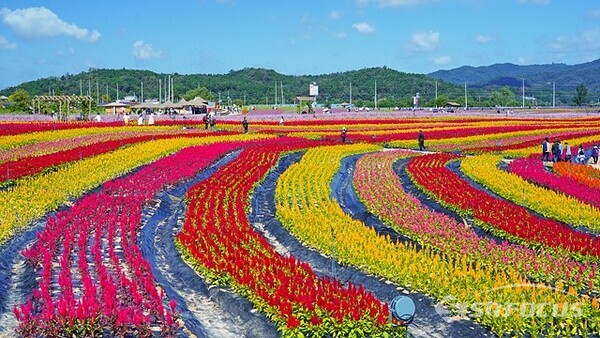 군부대 훈련장이었던  땅은   꽃맨드라미의 아름다운 평화의 꽃밭으로 변신하였다.   사진/유우상 기자