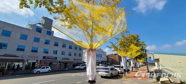 진도군 은행나무 열매 수집망 설치.사진/진도군