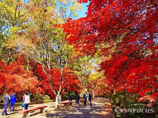 국립수목원은 붉게 물든 단풍도 아름다워 방문객이  아침 부터  방문하고있다.  10월 25일 사진/ 유우상 기자