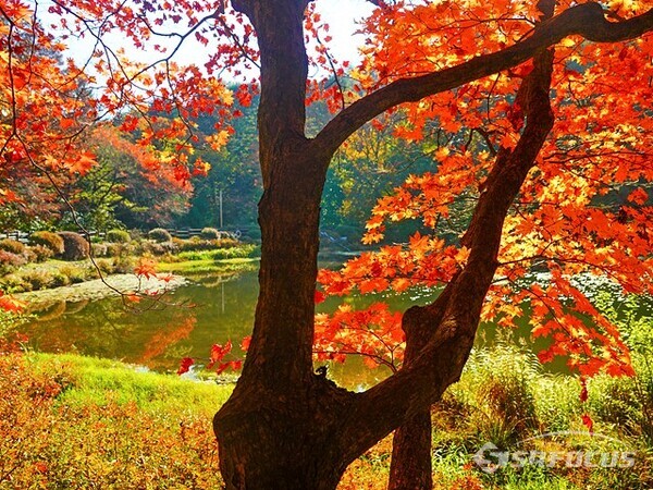 국립수목원은 붉게 물든 단풍도 아름다워 방문객이  아침 부터  방문하고있다.  10월 25일 사진/ 유우상 기자