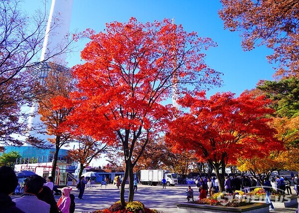 남산의 가을이 무르익어가고있다. 외국 관광객은 빨간 단풍이 신기해 마냥 즐겁기만하다.  사진/유우상 기자