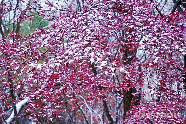 서울 서대문구 안산  빨간 단풍잎에 하얀 눈송이가 소복이 쌓여 예쁜 그림을 그려준다. 사진/유우상 기자