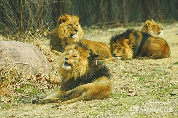 서울동물원 사자들이 여유있게 휴식을 취하며 봄을 맞이하고있다.  사진/유우상 기자