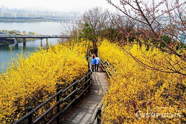 성동구 응봉산은 개나리가 활짝 펴 노랑색 천국을 만들고있다.  사진/유우상 기자