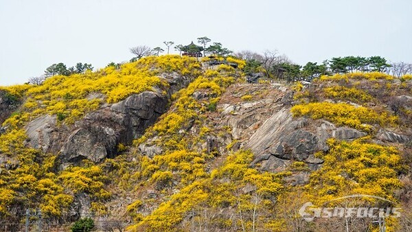 성동구 응봉산은 개나리가 활짝 펴 노랑색 천국을 만들고있다.  사진/유우상 기자