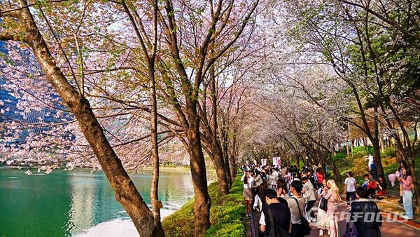 만개한 벚꽃이 떨어진 석촌호수에 봄나들이 나온 시민들. 사진/유우상 기자