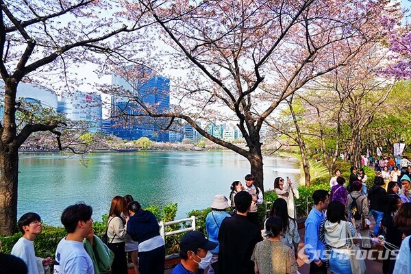시민들이 석촌호수에서 벚꽃이 져서 실망스럽지만 아쉬움을 달래며 봄나들이를 하고 있다.  사진/유우상 기자
