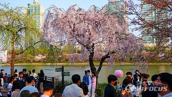 석촌호수에서 유일하게 온전한 수양 벚꽃 앞에서 시민들이 인증샷을 찍고 있다.  사진/유우상 기자