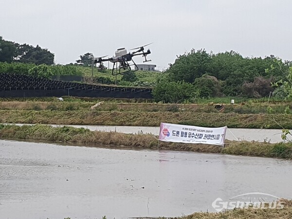 드론 활용 벼 직파재배 현장연시회에서 담수산파 기술을 시연하고 있다. (사진 / 천안시)