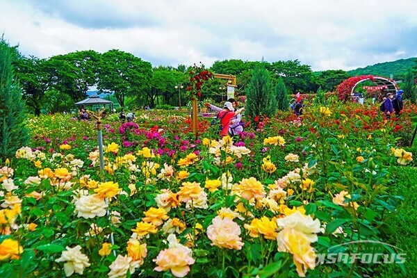 서울대공원 장미원의 다양한 색깔의 예쁜 장미 꽃밭에서 관람객들이 힐링하며 즐거운 휴일을 보내고 있다. 사진/유우상 기자