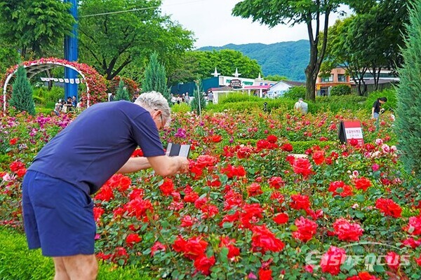 서울대공원 장미원의 다양한 색깔의 예쁜 장미 꽃밭에서 한 관람객이 장미를 찍고 있다. 사진/유우상 기자