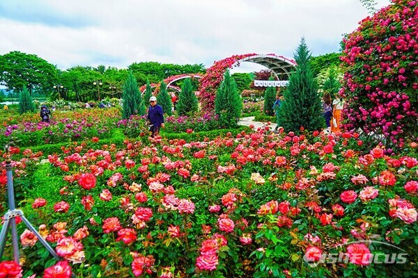 서울대공원 장미원의 다양한 색깔의 예쁜 장미 꽃밭에서 관람객들이 힐링하며 즐거운 휴일을 보내고 있다. 사진/유우상 기자