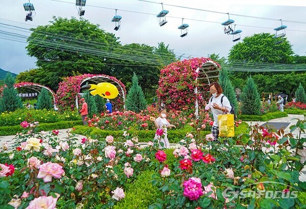 서울대공원 장미원의 다양한 색깔의 예쁜 장미 꽃밭에서 시민들은 힐링하며 즐거운 휴일을 보내고있다. 사진/유우상 기자