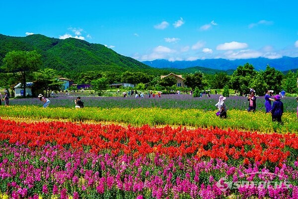 24일 오후 고성 라벤더 마을 하늬팜의 다양한 종류의 아름다운 꽃들 속에 추억을 담고 있는 많은 관광객들.  사진/유우상 기자