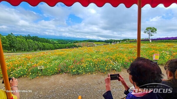관광객은 먼저 전기트랙터 탑승 체험후 개별 자유 관광하며 아름다운 꽃밭을 구경한다. 사진/유우상 기자