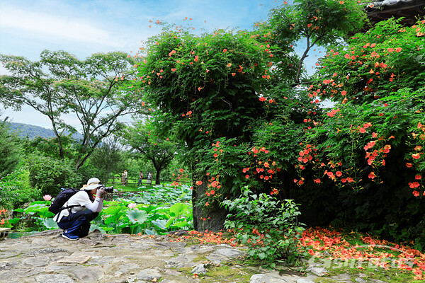 능소화와 연꽃이 활짝 피어 아름다운 조화를 이룬 풍경을 사진작가가 촬영하는 모습. 사진/강종민 기자