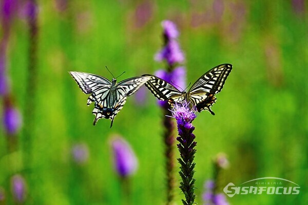 율곡수목원 사계 정원에서 호랑나비 한 쌍이 보라색 리아트리스 꽃을 사이에 두고 춤추며 한 여름을 즐긴다. 사진/유우상 기자
