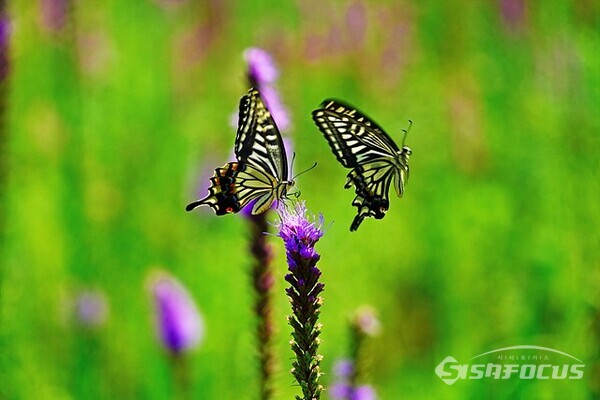 율곡수목원 사계 정원에서 호랑나비 한 쌍이 보라색 리아트리스 꽃을 사이에 두고 춤추며 한 여름을 즐긴다.  사진/유우상 기자