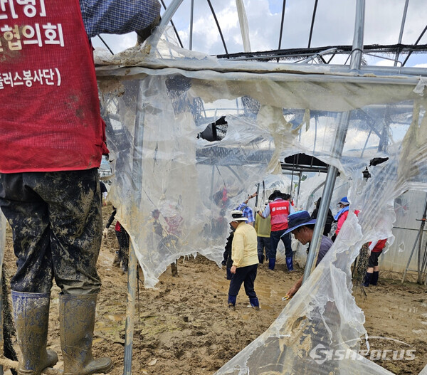 자원봉사자들이 재배시설 안팎에서 비닐을 걷어내고 있다. (사진 / 박창규 기자)