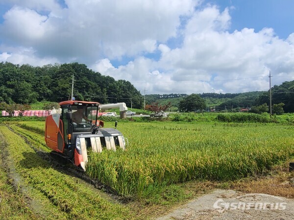충남 서천군 문산면에 위치한 논에서 올해 첫 벼 수확을 하고 있다. (사진 / 서천군청)
