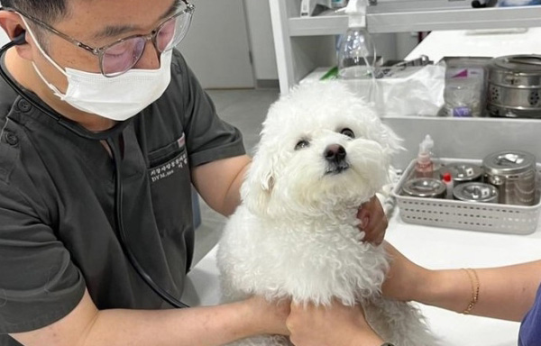 진찰을 받고 있는 강아지 / ⓒ뉴시스DB