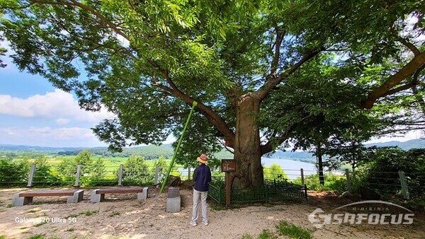 4일 오후 한 시민이 화석정에서 600년 나이먹은 느티나무 앞에서 임진강을 바라보고 있다.  사진/유우상 기자