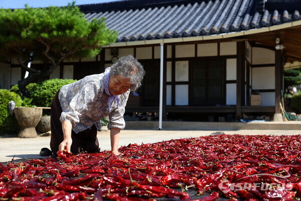 고추 말리기에 한창인 백정자 할머니. 사진/강진군청 제공