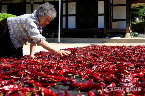 고추 말리기에 한창인 백정자 할머니. 사진/강진군청 제공