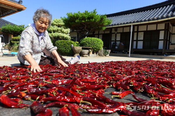 고추 말리기에 한창인 백정자 할머니. 사진/강진군청 제공