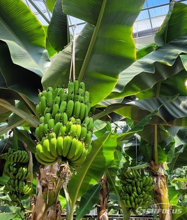 해남군 옥천면 월평리 바나나 농장. 사진. 전남도청 제공