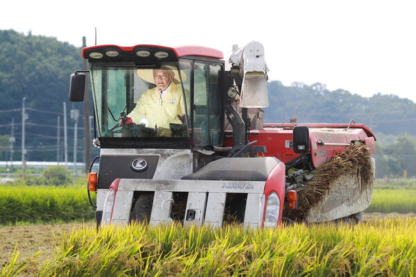 26일 김학동 군수가 개포면 경진들녁에서 태풍을 이겨낸 ‘해담쌀’ 첫 벼 베기를 하고 있다.사진/예천군