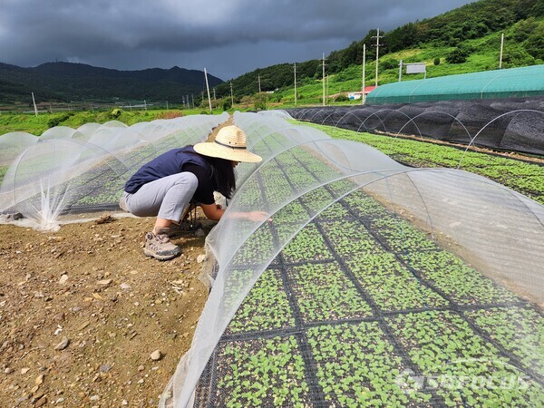 진도군이 배추재배 농가에 경영지원비 인상분을 지급한다. 사진/진도군청 제공
