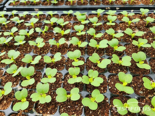 배추의 어린모종이 모판에서 자라고 있다. 사진/진도군청 제공