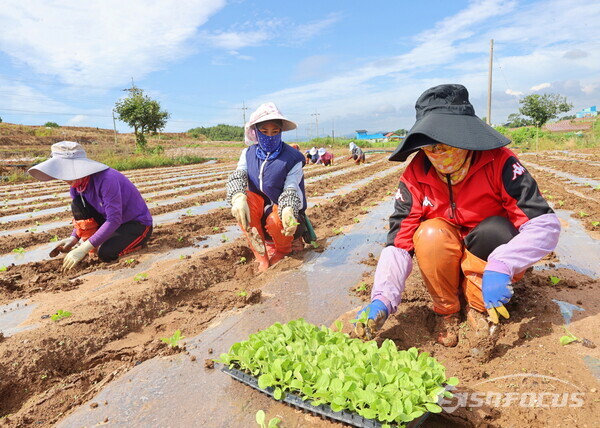 해남 배추 정식에 여념이 없는 아낙네들. 사진/해남군청 제공