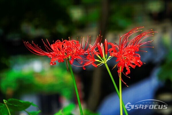 11일 꽃말이 '참사랑'인 빨간 꽃무릇이  길상사에서 불자와 시민들을 반갑게 맞이한다.   사진/유우상 기자
