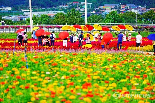 일요일인 17일 오후 철원 고석정 꽃밭에 많은 관람객이 방문해 가을을 만끽하고 있다.  사진/ 유우상 기자