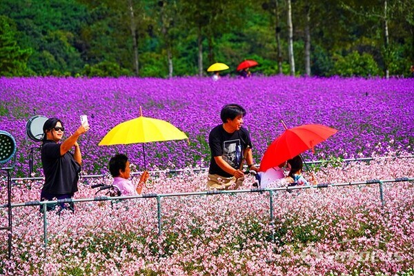 효심이 대단한 휠체어 5인 가족이 즐거운 표정으로 고석정 꽃밭을 구경하고 있다.  사진/유우상 기자
