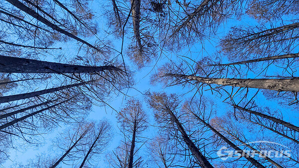 지난 16일 오전 쭉쭉 뻗은 메타세쿼이아가 파란 겨울 하늘과 만든 아름다운  서대문구 안산도시자연공원 자락길.  사진/유우상 기자
