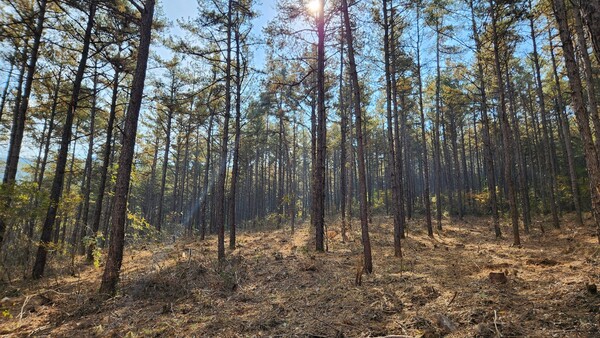 숲가꾸기 사업 완료 현장. 사진/경북도