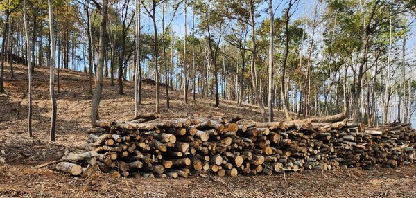 숲 가꾸기 부산물은 바이오매스(목재펠릿, 목재칩) 활용, 축산 농가, 땔감 지원 등으로 임업인들에게 도움이 되고 있다.사진/경북도